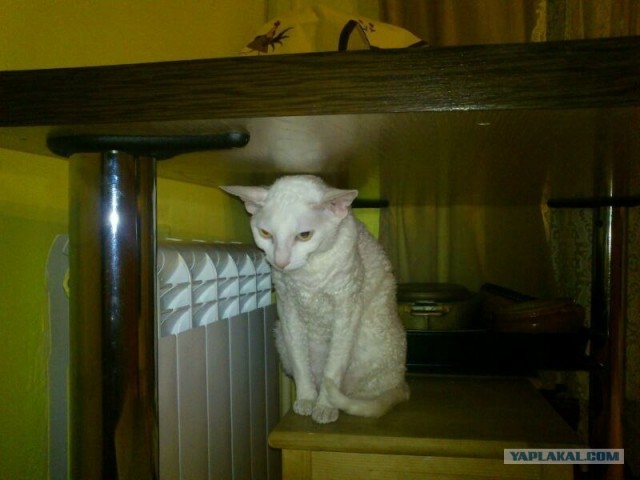 Котовторник 12.02.13