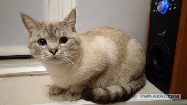 С Днём кошки!