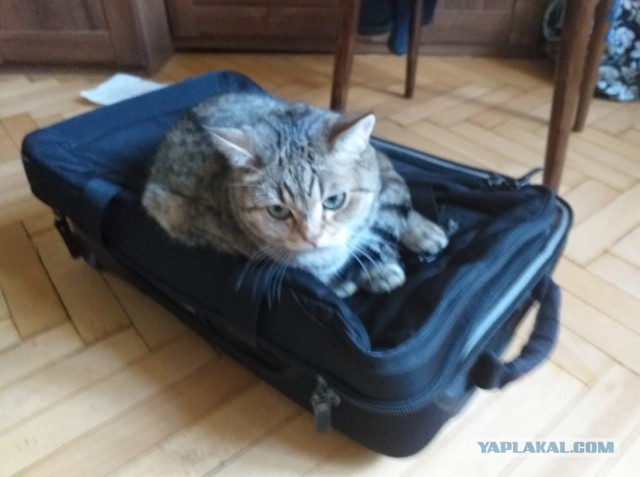 Котовторник  06.08.2019