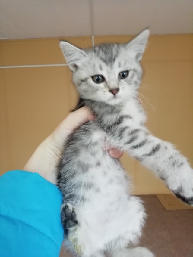 Забавные фото котеек
