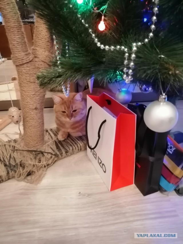 Котовторник *новогодний* 31/12/2019