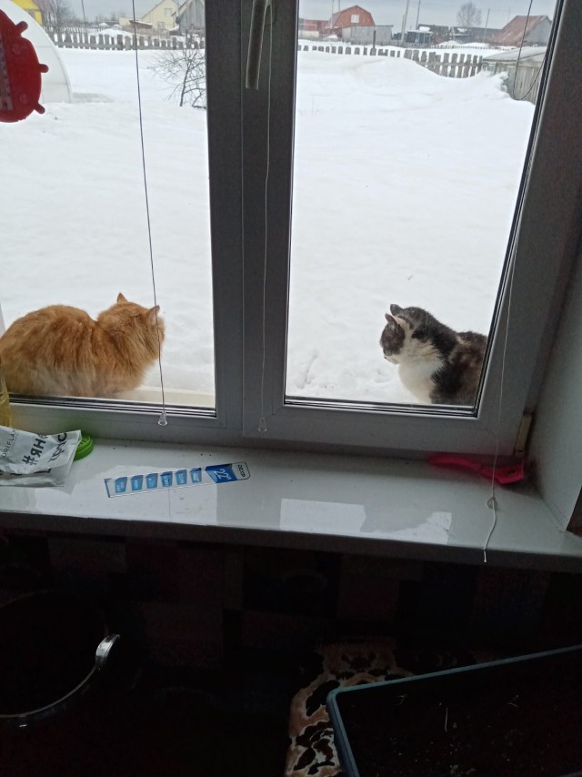 ̶К̶о̶р̶о̶н̶  Котовторник!