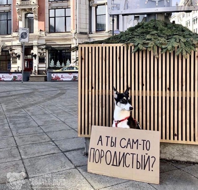 Эти забавные животные