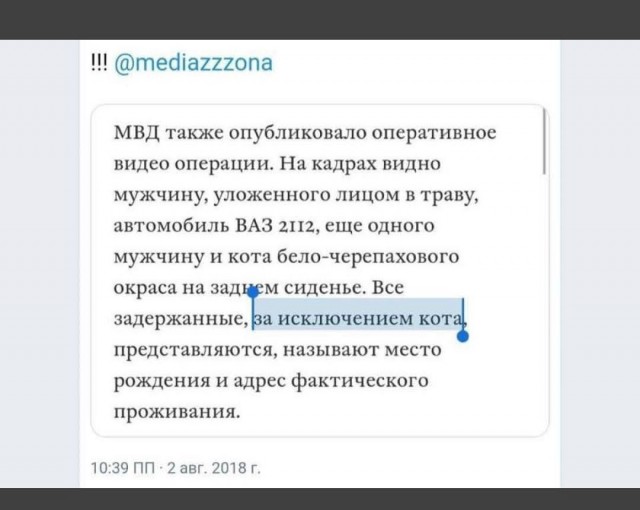 Чистосердечные признания и объяснительные нашкодивших котеек