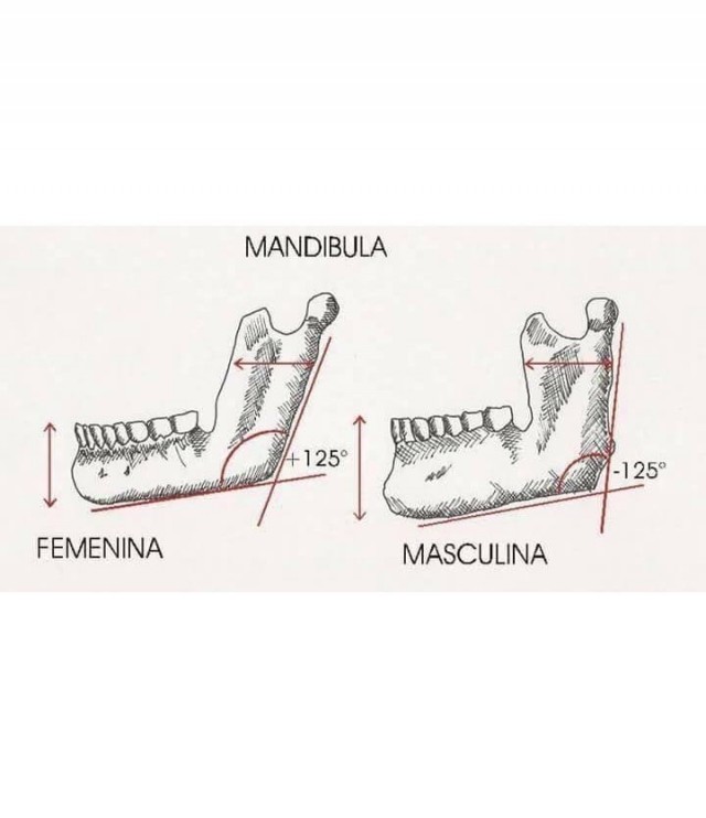 Различия мужской и женской анатомии