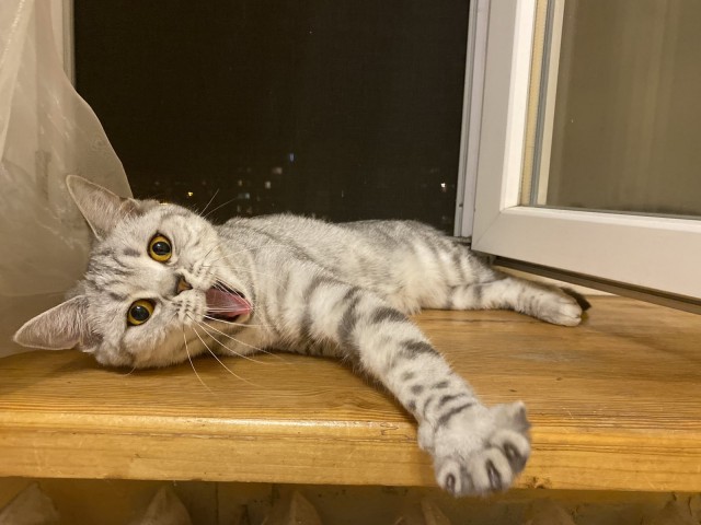 Котовторник. Знакомьтесь, Мася