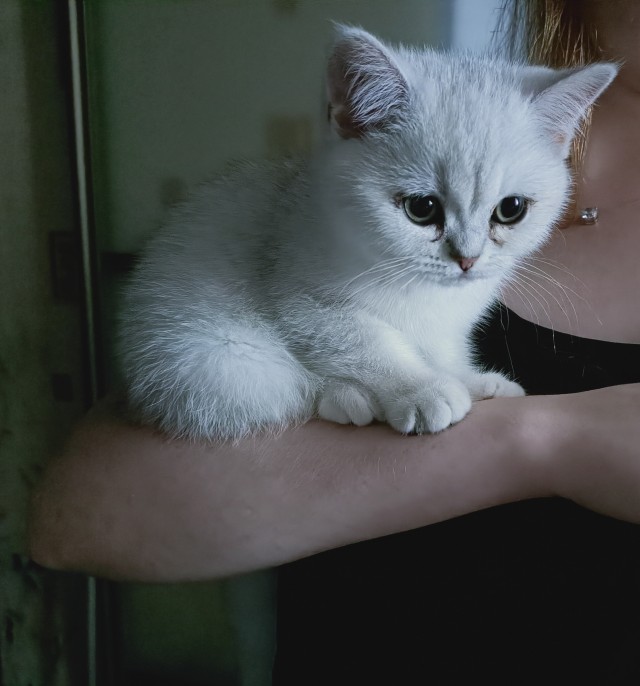 Тимка