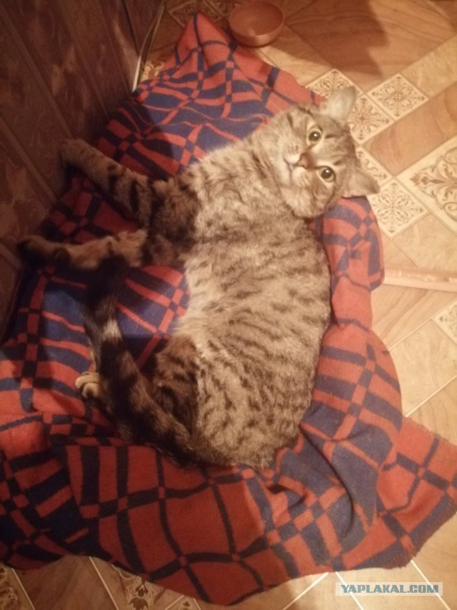 Кот