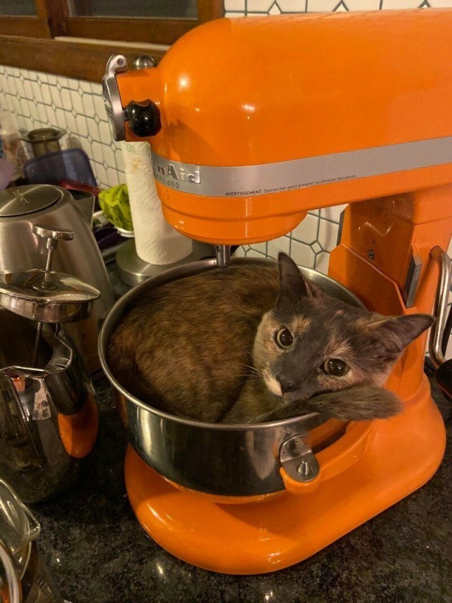 Котовторник 09.02.21. Свежие котики от Нарвского.