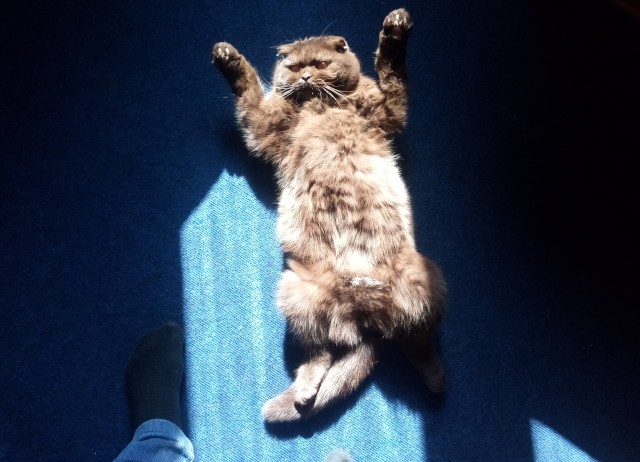 Хоба! Котовторник!