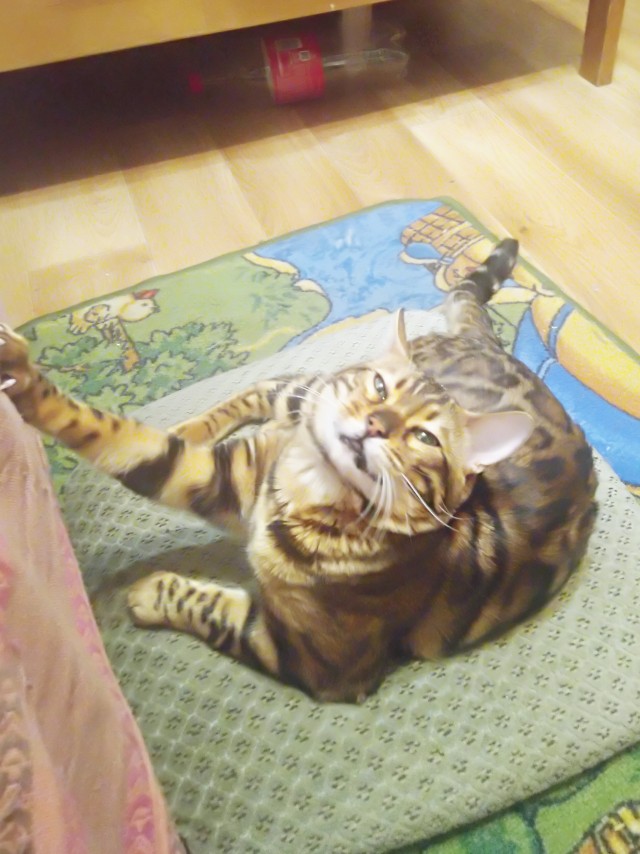 Котовторник (свои добавляем)