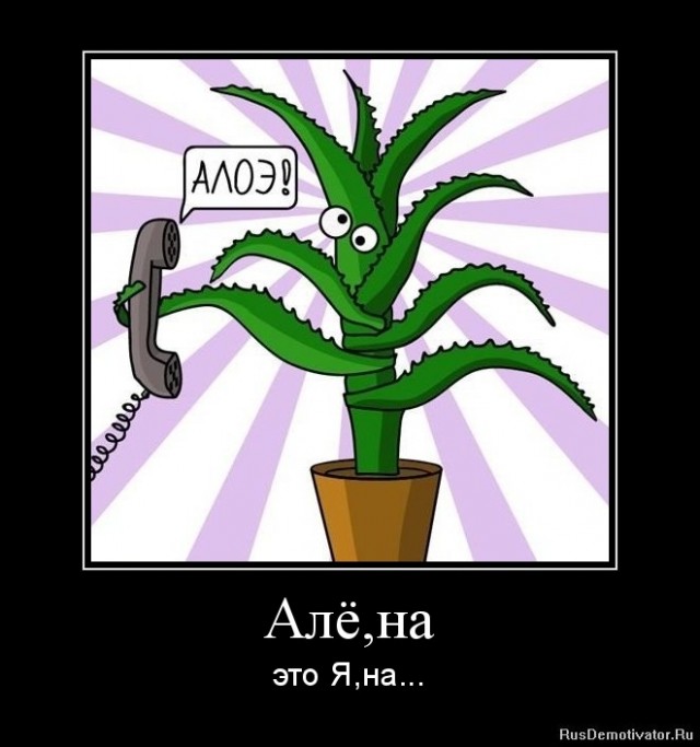Елена, Алё?!