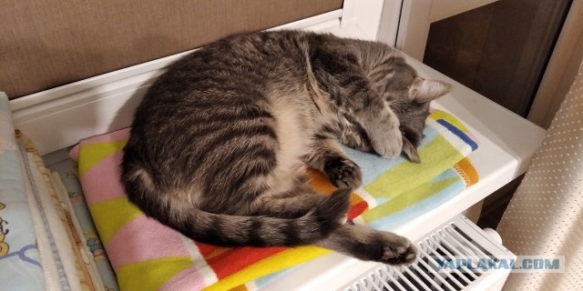 Котовторник так котовторник