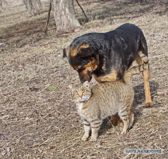 10 фотографий кошек и собак, которые не могут друг без друга
