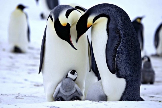 Картинки и мемы для настроения  - 25