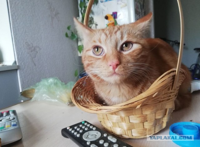 Нафиг эту войну, ковид и т.п. Посмотрите лучше на моего кота!
