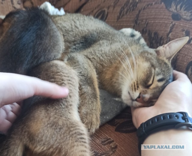 Шведские таможенники убили кошку и её новорождённых котят. Чтобы они не умерли по дороге домой