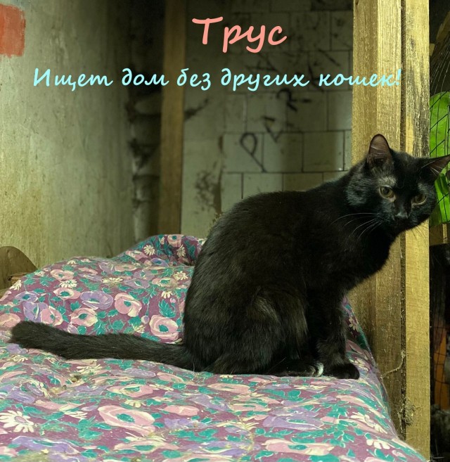 Жизнь домашнего приюта "Котоленд" 333