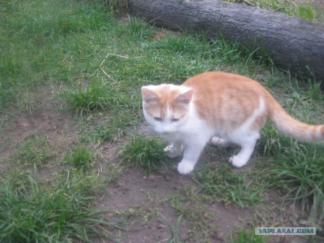 Жизнь домашнего приюта для котеек 414