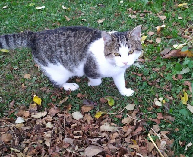 Котовторник 1.11.22