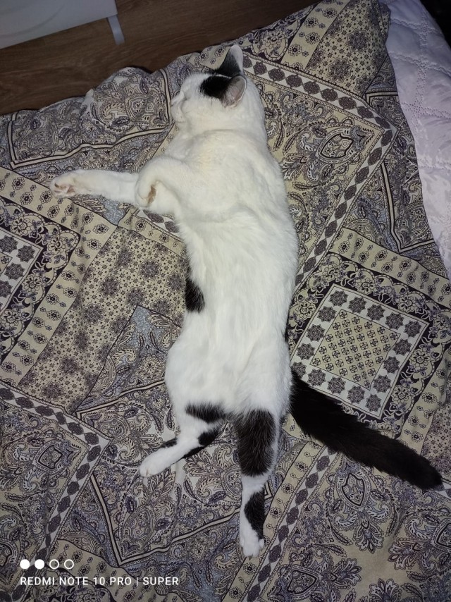 Котику 20 лет и он глухой
