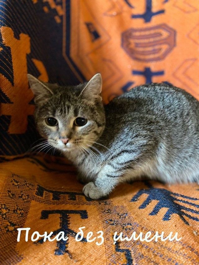 Жизнь домашнего приюта "Котоленд" 367