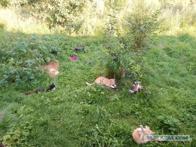 Жизнь домашнего приюта для котеек 458