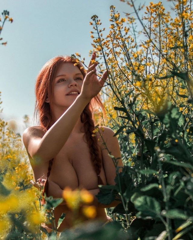 Рыжая плутовка в цветочном поле