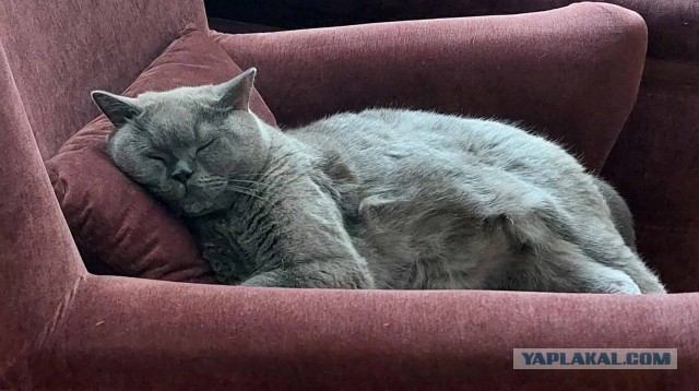 А как спит ваш питомец?