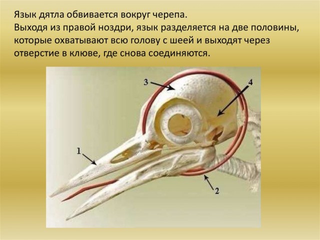 Дятел