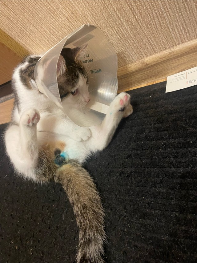 Прости, Василий!