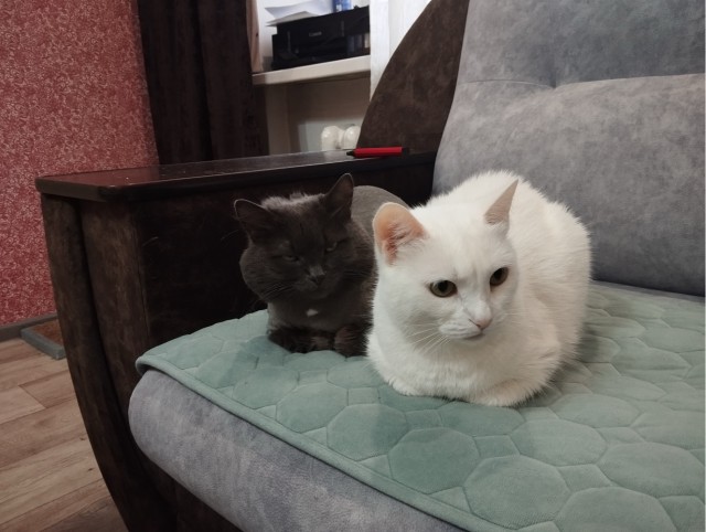 Мои сибирские красотки