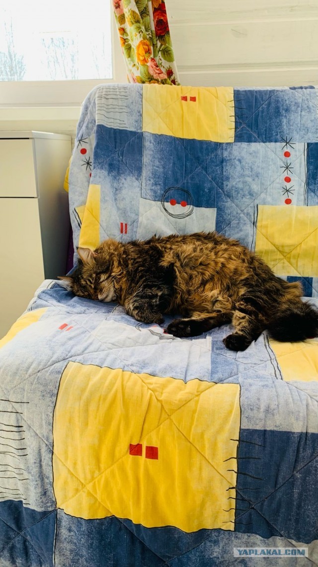Спящий кот