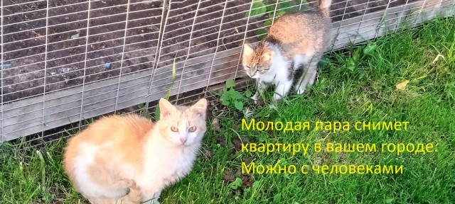 Зверьё моё 3. Шалава
