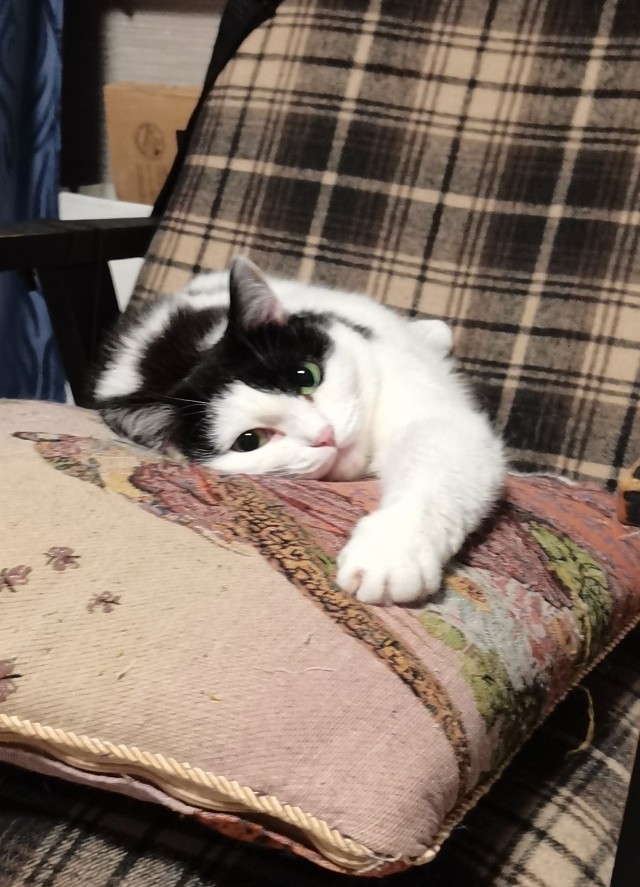Хоть и не котовторник,но все же...