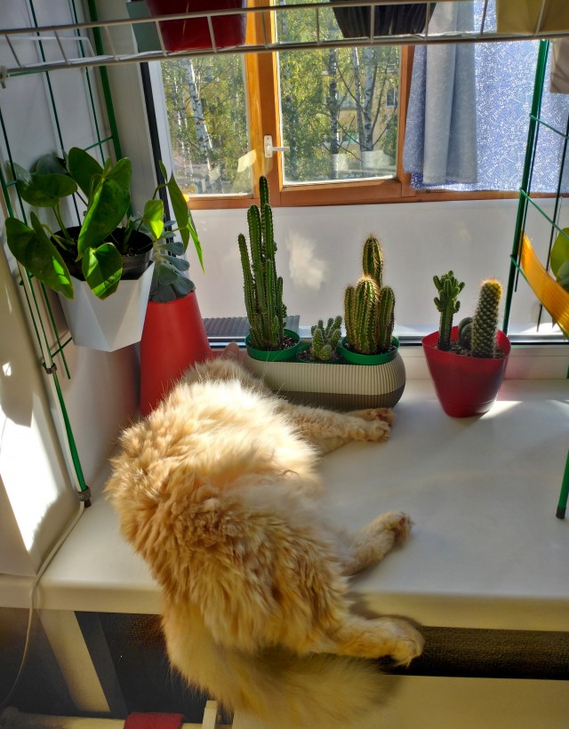 Спящих котеек тред