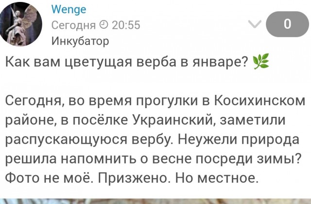 Как вас цветущая верба в январе?