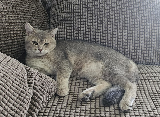 Котовторник снова!