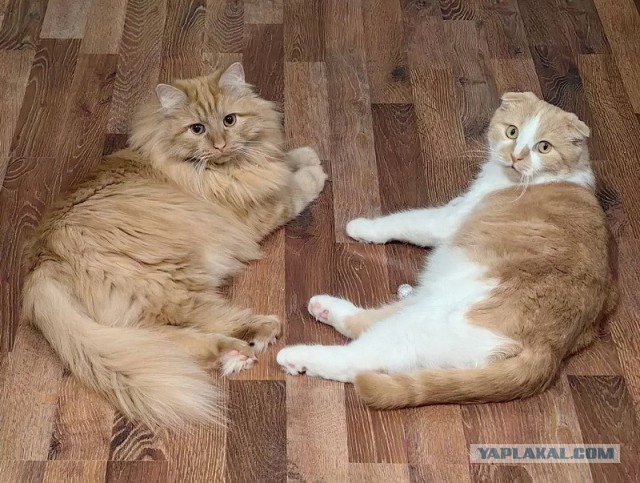 Степана вам в котовторник
