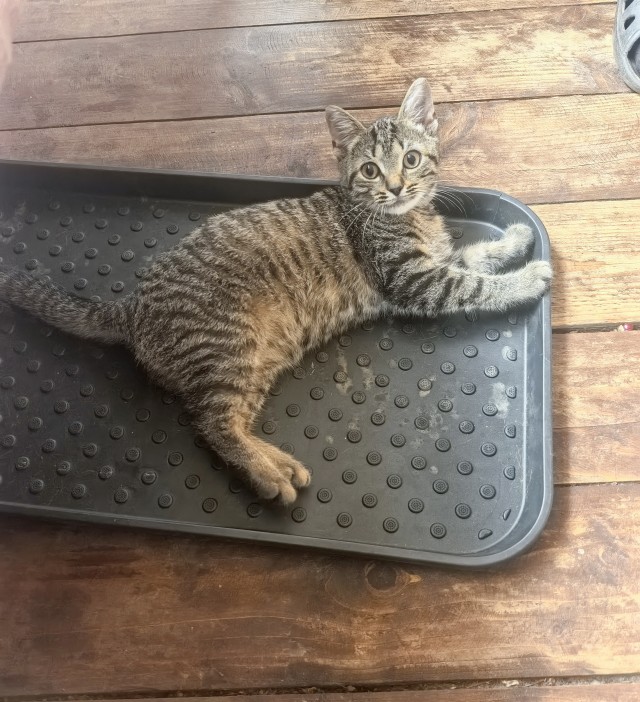 Очередной котовторник