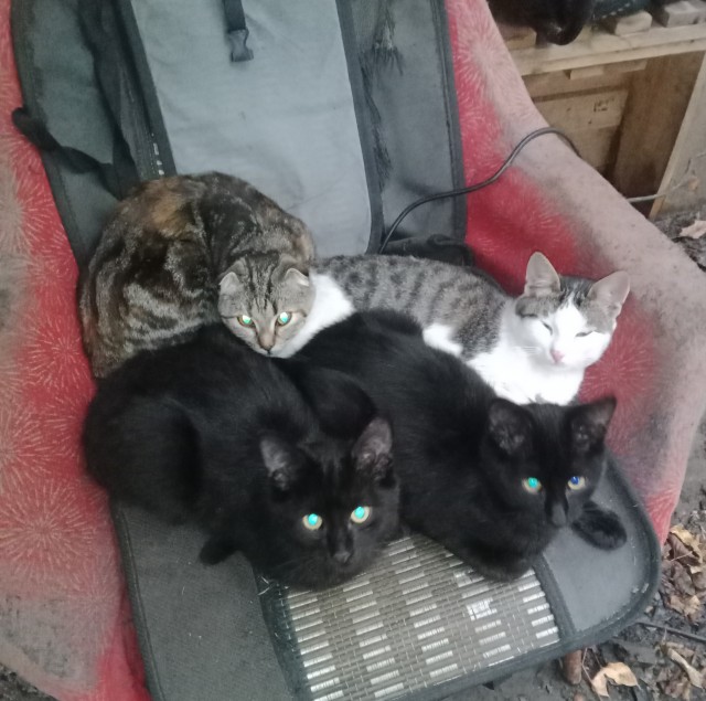 Очередной котовторник