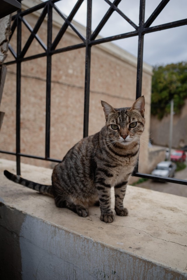 Уличные кошки острова Крит
