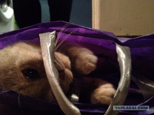 С Котовторником!