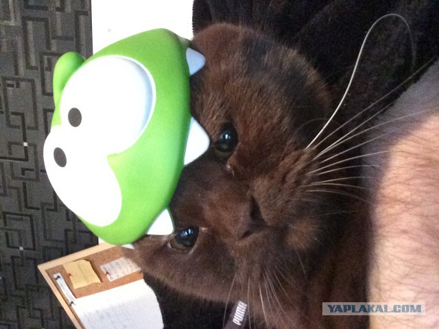 Котовторник 27.5.2014