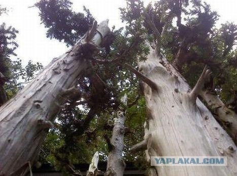 Могучие, многолетние деревья.