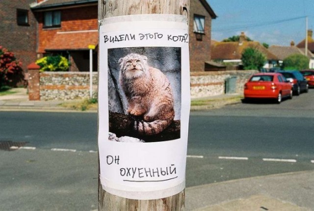 Объявления, анонсы из сети.