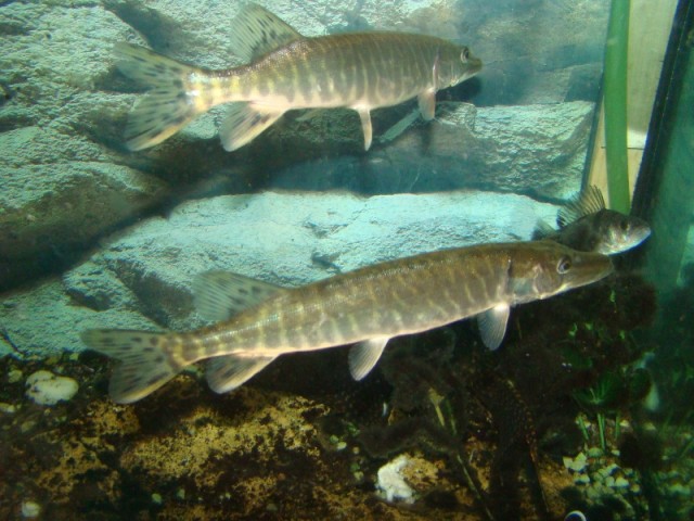 Нормальное такое соседство