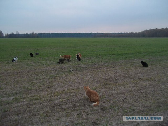 Жизнь домашнего приюта для котеек 34