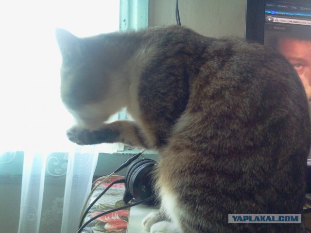 Котовторник 12.05.2015
