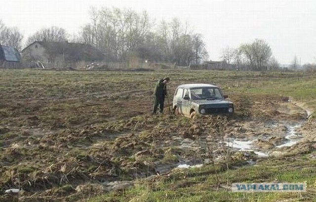 Японский боевой куст